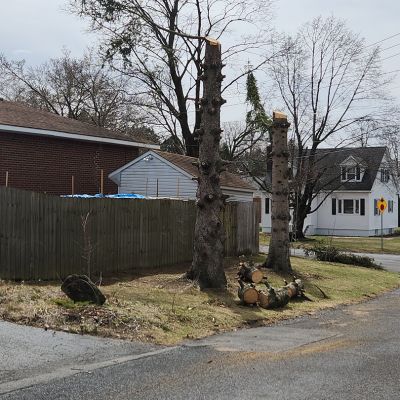 Incorrect tree service practice