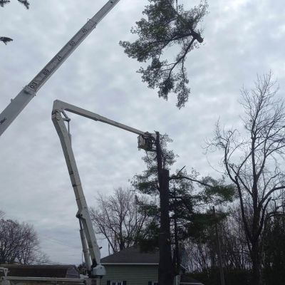 Tree care project image