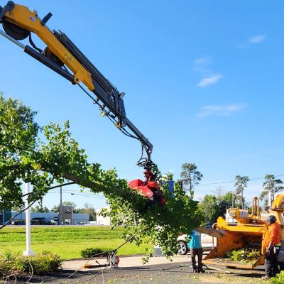 Tree care project image