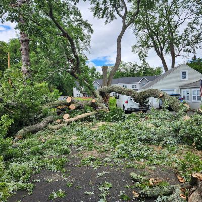 Emergency tree service operation site