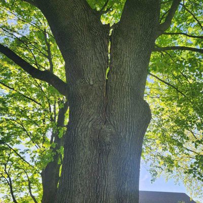 Emergency tree service operation site