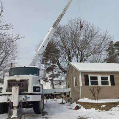 Tree care project image