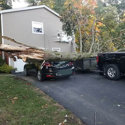 Emergency tree service operation site