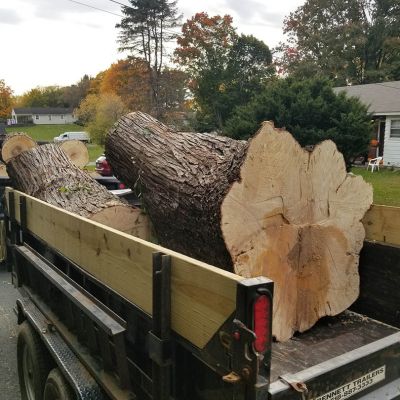 Tree care project image