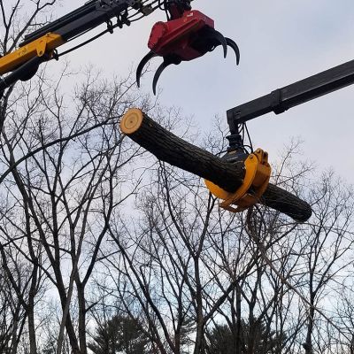 Tree care project image