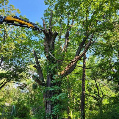 Tree care project image