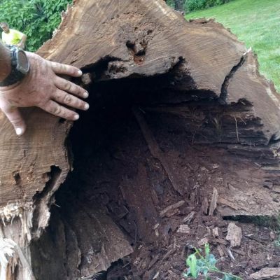 Tree care project image