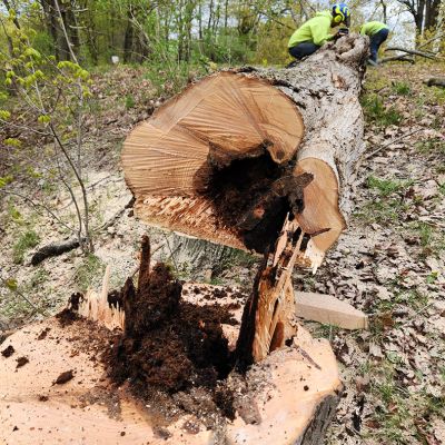 Tree care project image