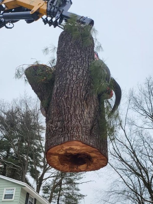 Tree and stump removal