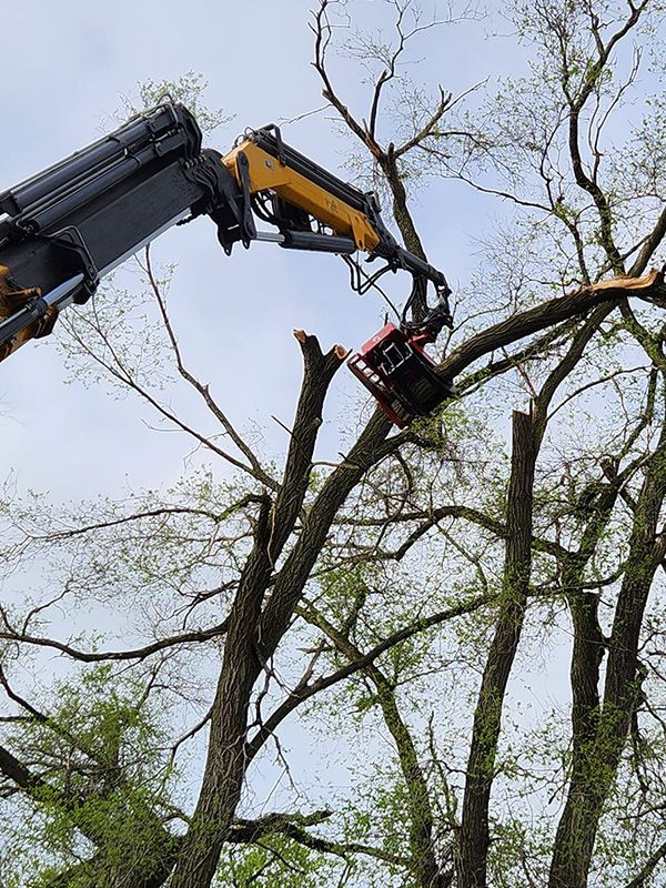 Tree and stump removal