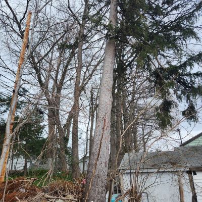 Tree care project image
