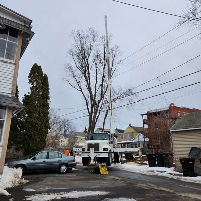 Emergency tree service operation site