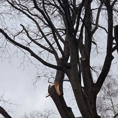 Emergency tree service operation site