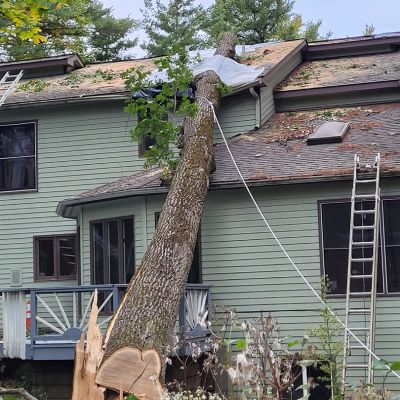 Incorrect tree service practice