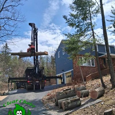 Tree care project image