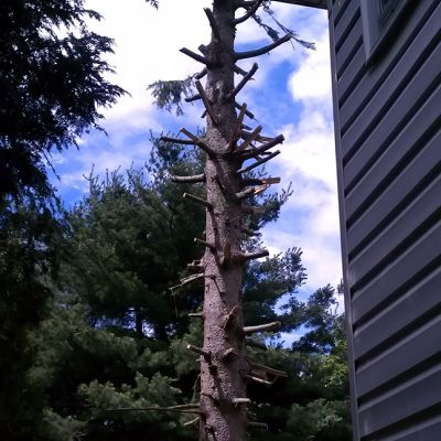 Incorrect tree service practice