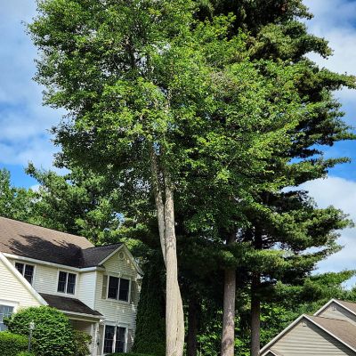 Tree care project image