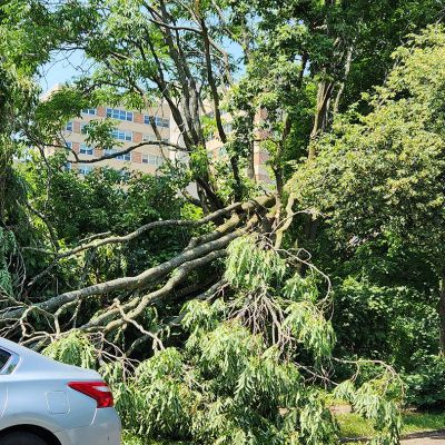 Emergency tree service operation site