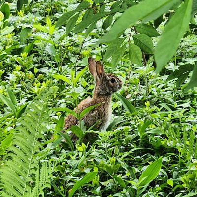 Emergency tree service operation site