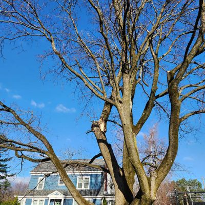 Tree care project image