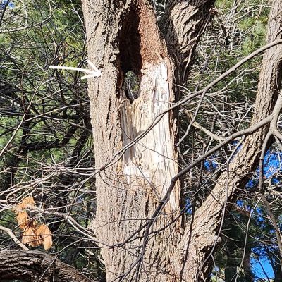 Tree care project image