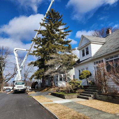 Emergency tree service operation site