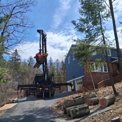 Tree care project image