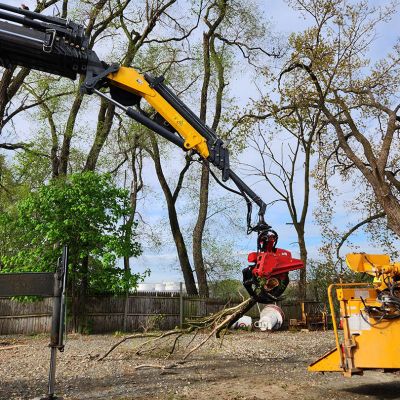 Tree care project image