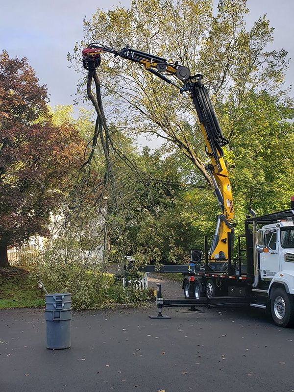 Tree and stump removal