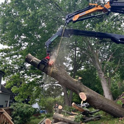 Emergency tree service operation site