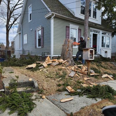 Emergency tree service operation site