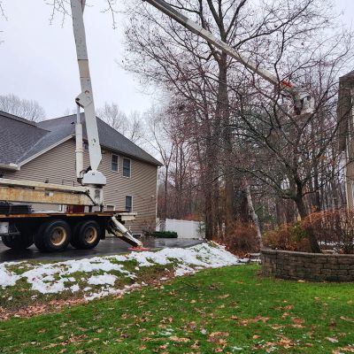 Emergency tree service operation site