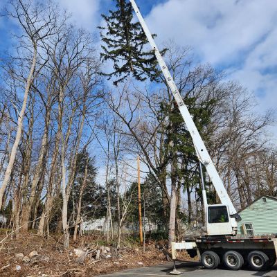 Tree care project image