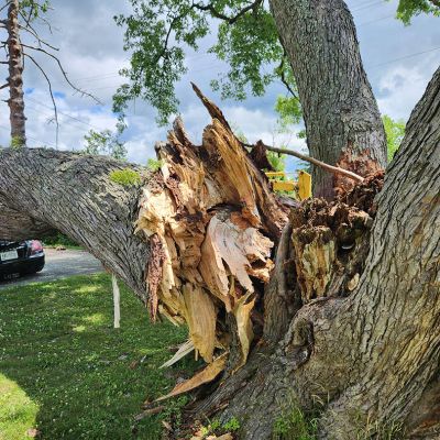 Emergency tree service operation site