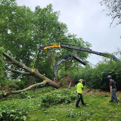 Emergency tree service operation site