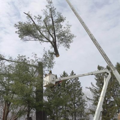 Tree care project image