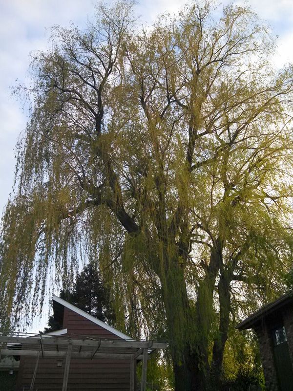 Tree trimming and pruning services