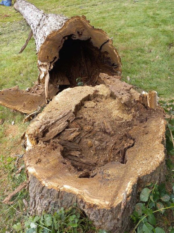 Tree and stump removal