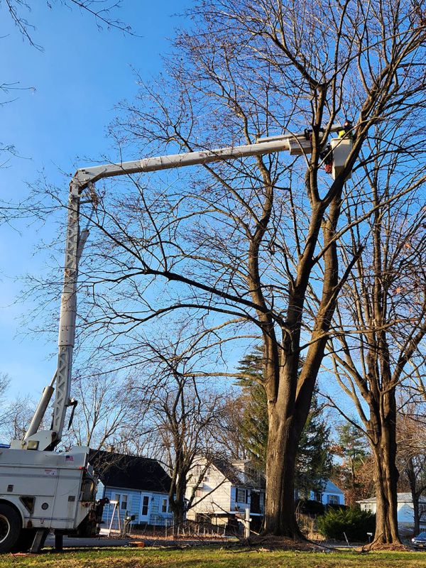 Crane and bucket services